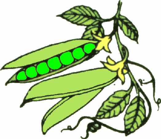 Peas B W Clipart