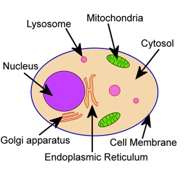 Animal Cell Picture Without Labels - ClipArt Best