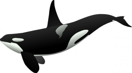 Orcas Clip Art - Free Clipart Images