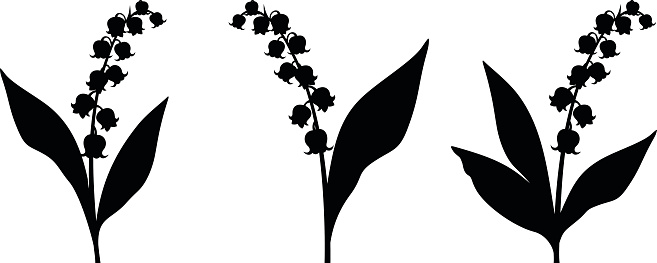 Lily Of The Valley Clip Art, Vector Images & Illustrations