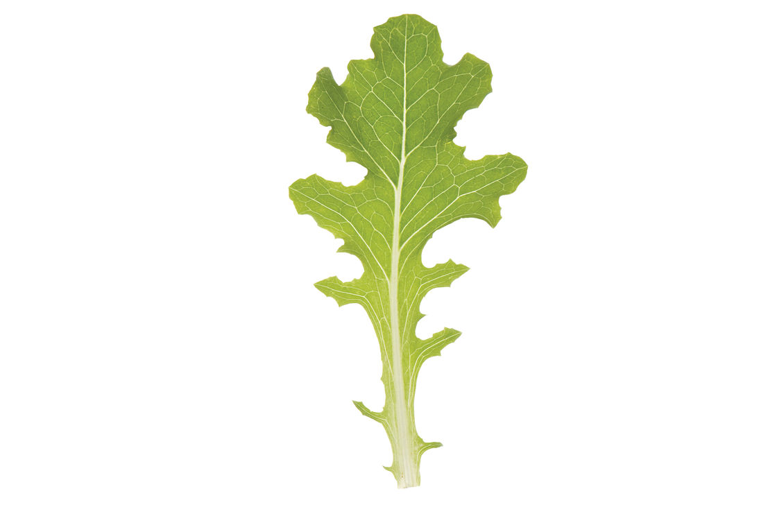 Oakleaf Lettuce