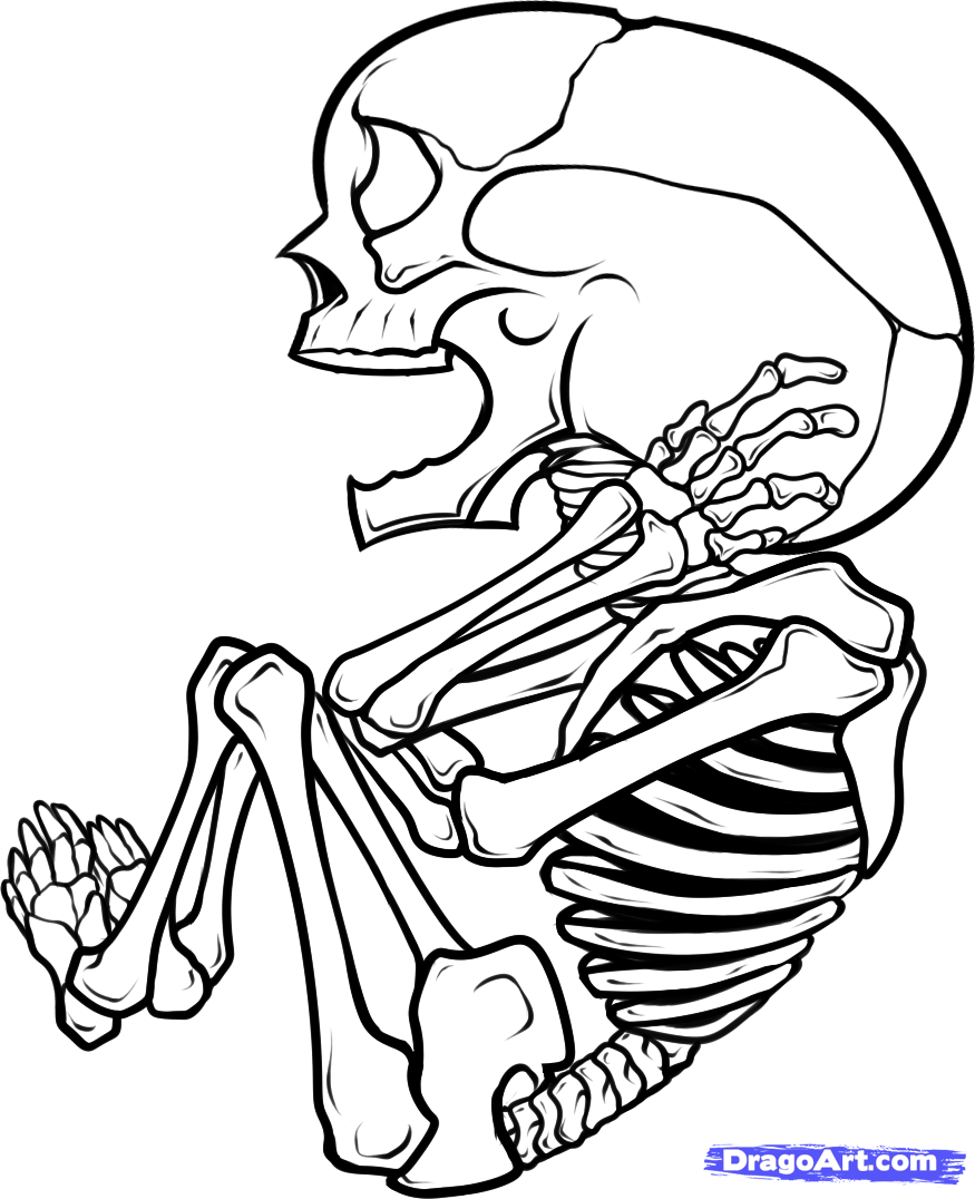 Draw a Fetus, Fetus Skeleton, Step by Step, Drawing Sheets, Added ...