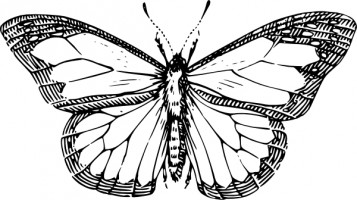 Butterflies To Draw - ClipArt Best