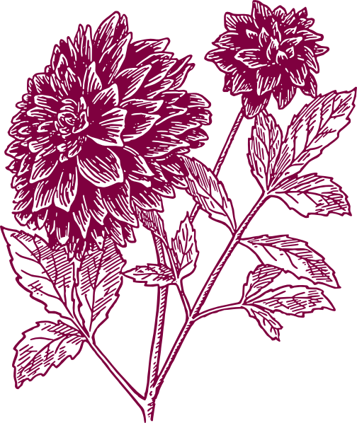 Pink Carnation Tattoo | Free Download Clip Art | Free Clip Art ...