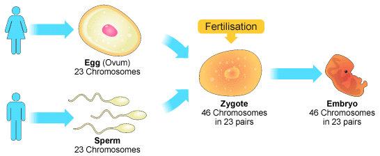 Science 4; God's Prohibition of Marriage Within the Family ...