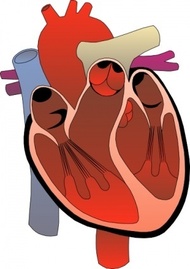 Internal Organs Diagram - ClipArt Best