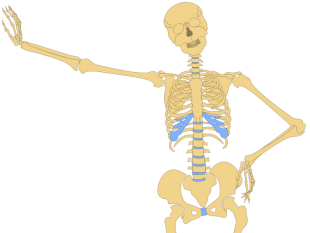 Cut out human skeleton | free vectors | UI Download