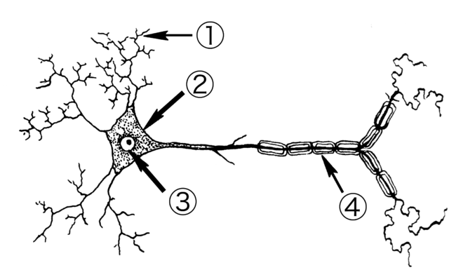 Neuron (PSF).png