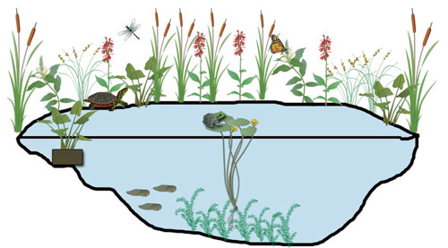 Outline Of Pond - ClipArt Best