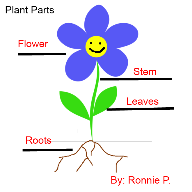 1000+ images about Plants Unit