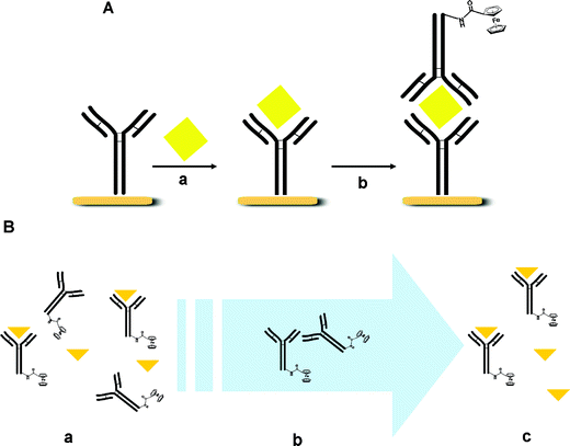 Ferrocene -peptido conjugates: From synthesis to sensory ...