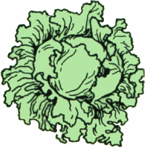 Lettuce Clipart