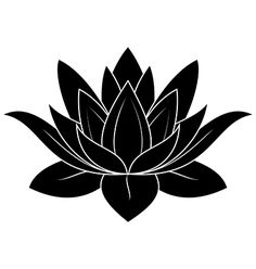 Lotus flowers, Flower and Google
