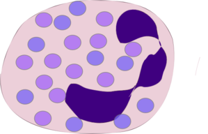 Segmented Neutrophil Clip Art - vector clip art ...