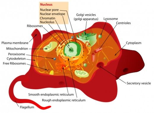 Typical Plant Cell | Plant Cell ...