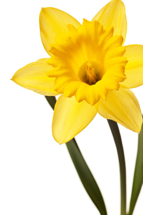 Daffodil | Free Download Clip Art | Free Clip Art