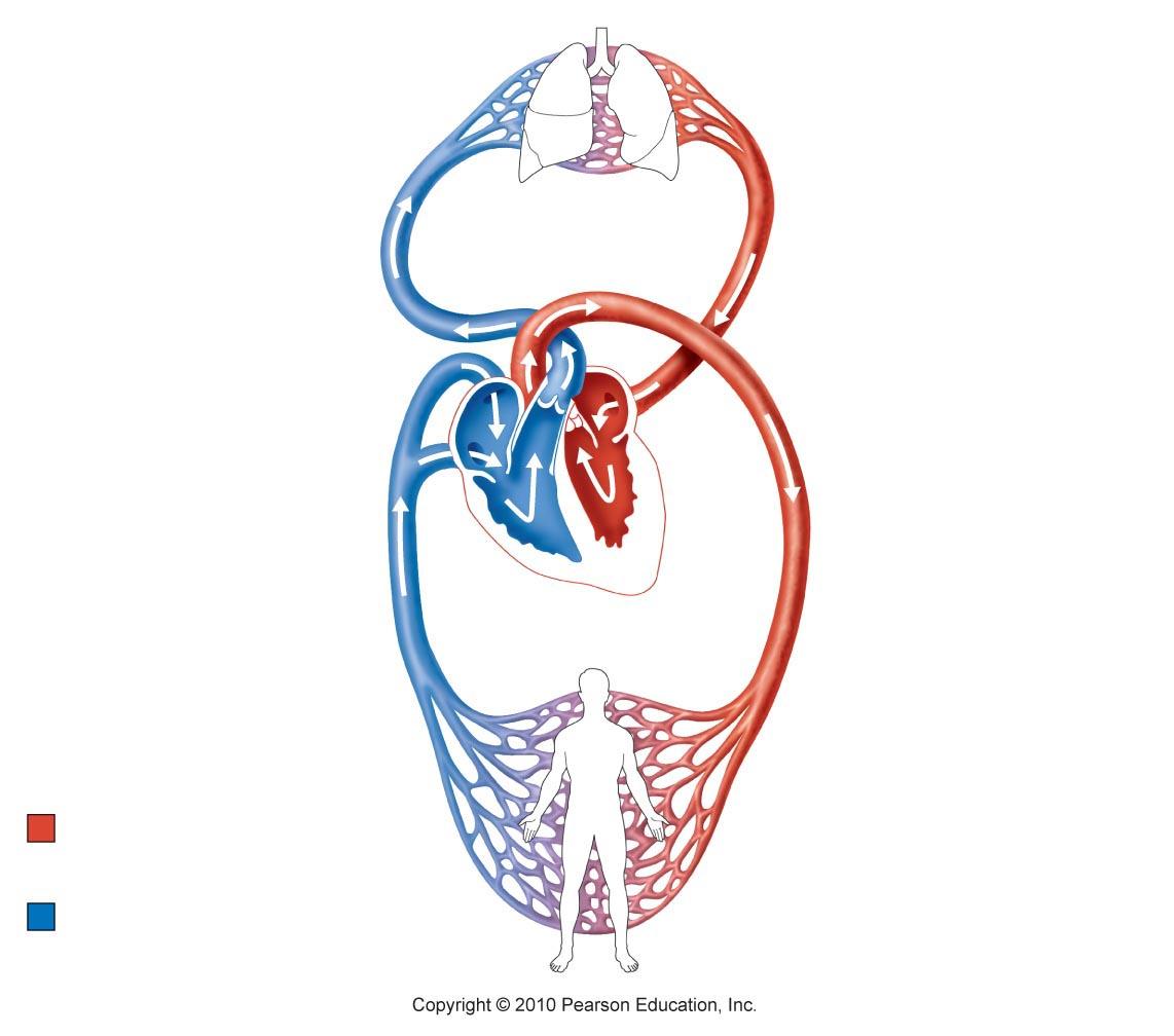 Cardiovascular System Unlabeled Diagram & Anatomy Of The ...