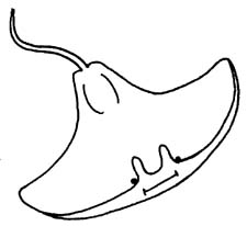 Sting Ray Clipart