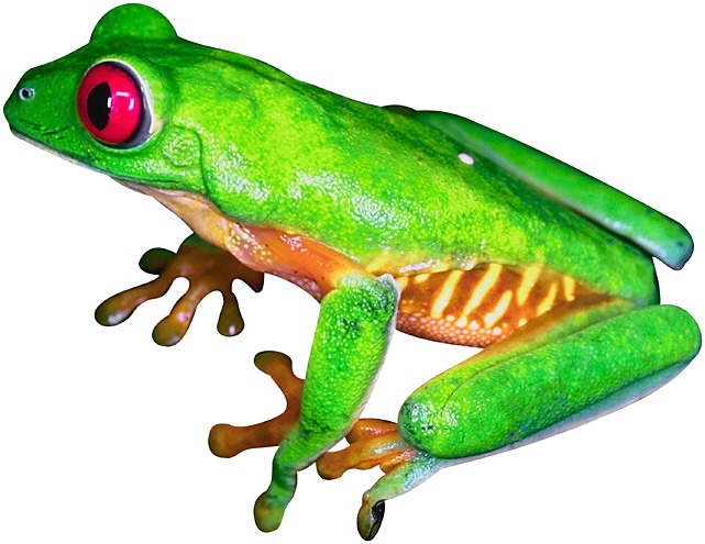 Red Eyed Tree Frogs - Los Angeles, Orange County, Riverside, San Diego