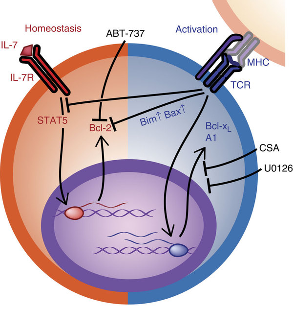 Mutually exclusive regulation of T cell survival by IL-7R and ...