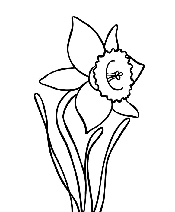 Simple Daffodil Flower Coloring Page - Flower Coloring pages of ...