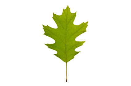 Trees | All About Oak Tree Leaves