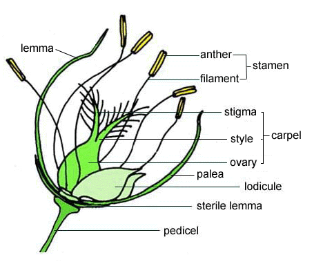 Flower - Wikipedia