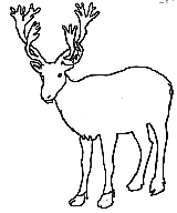 Caribou Drawings - ClipArt Best