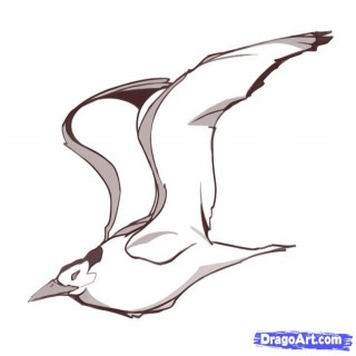 Tag For How to draw flying bird - Litle Pups