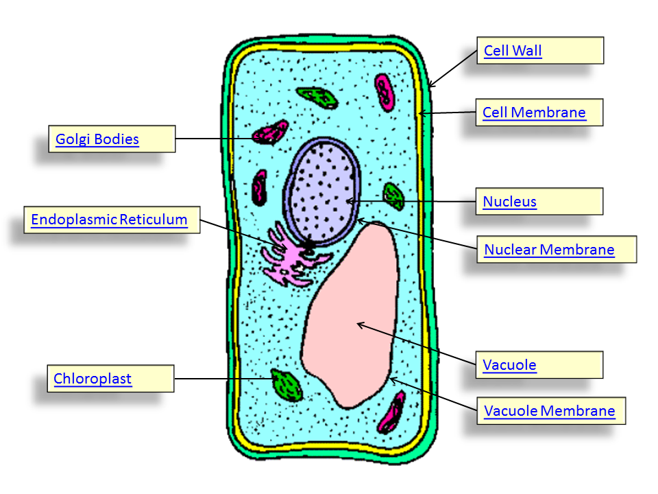 Plasmolysis - ClipArt Best