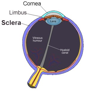 Cow Eye Diagram - ThingLink