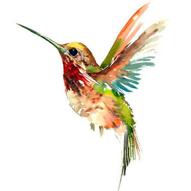 Watercolor Hummingbird ...