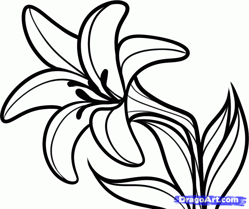 Lilly Outline ClipArt Best