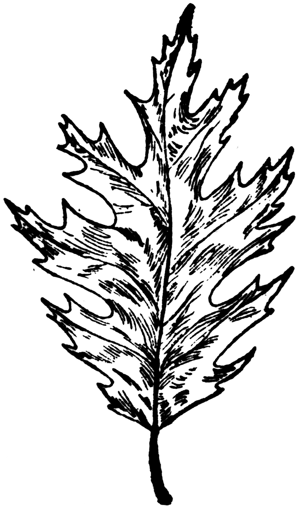 Red Oak Leaf | ClipArt ETC