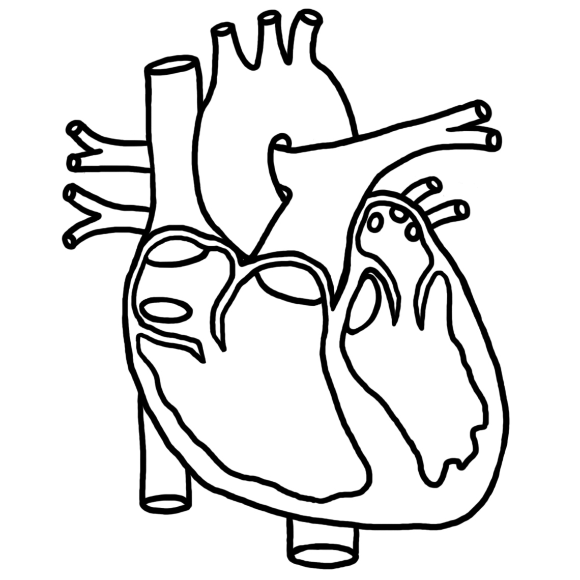 Human Heart Diagram Unlabeled - Anatomy Human Chart