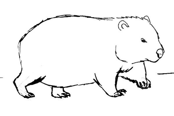 How to draw a Wombat