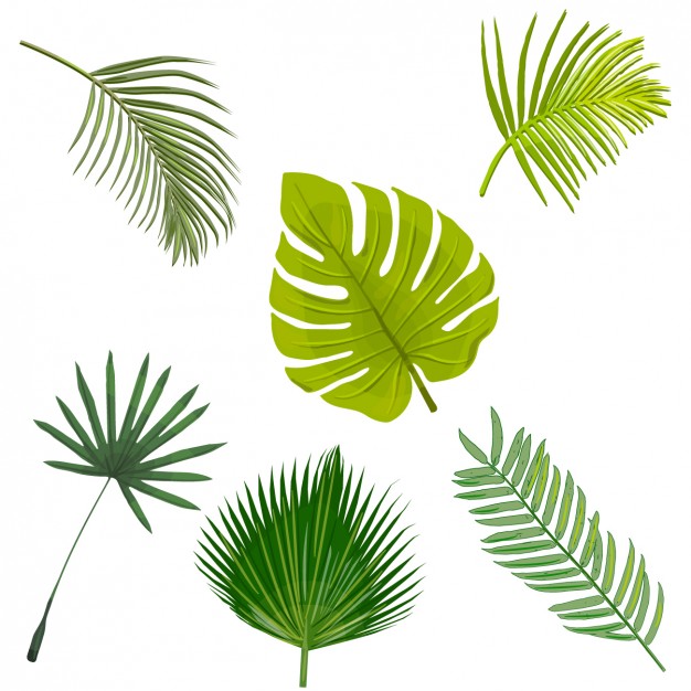 Palm Vectors, Photos and PSD files | Free Download