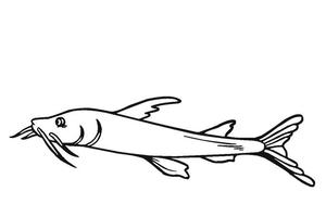 Channel Catfish Drawing, Coloring Page Catfish 800x422px #10736 ...