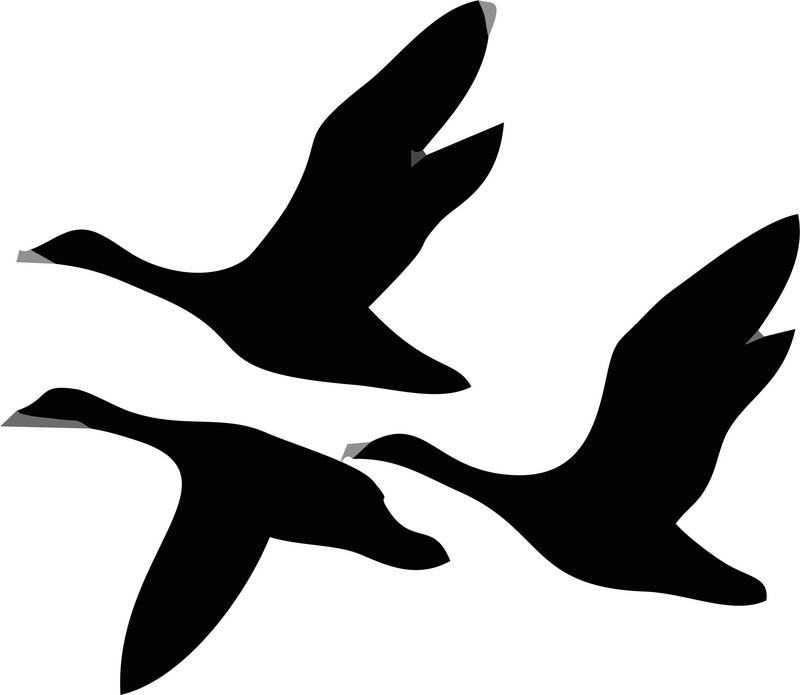 Best Photos of Flying Duck Template - Flying Duck Outline, Flying ...