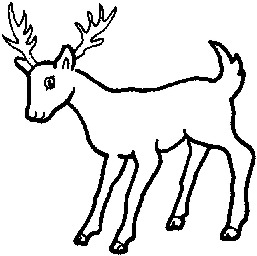 Drawings Of Deer
