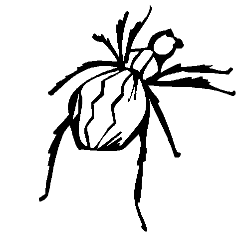 Coloring page Black Widow spider to color online - Coloringcrew.