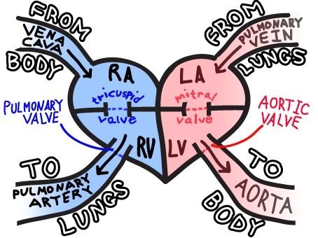 Human Heart Diagram | Heart Diagram ...