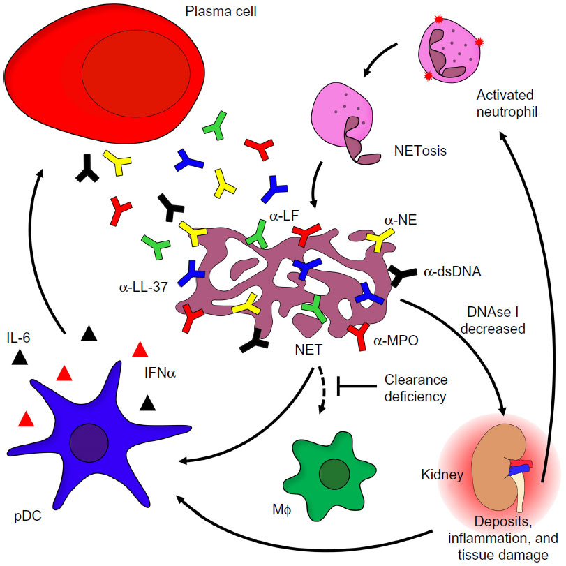 Full text] Inflammatory etiopathogenesis of systemic lupus ...