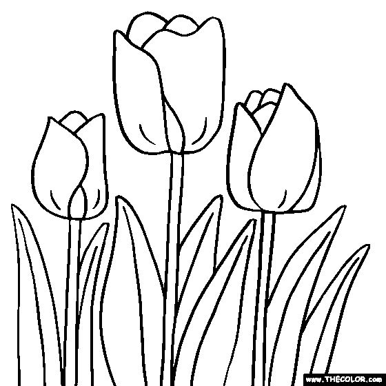 1000+ Images About Coloring - Flowers 