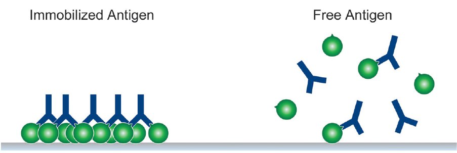 Affinity and Avidity of Antibodies | Bio-Rad