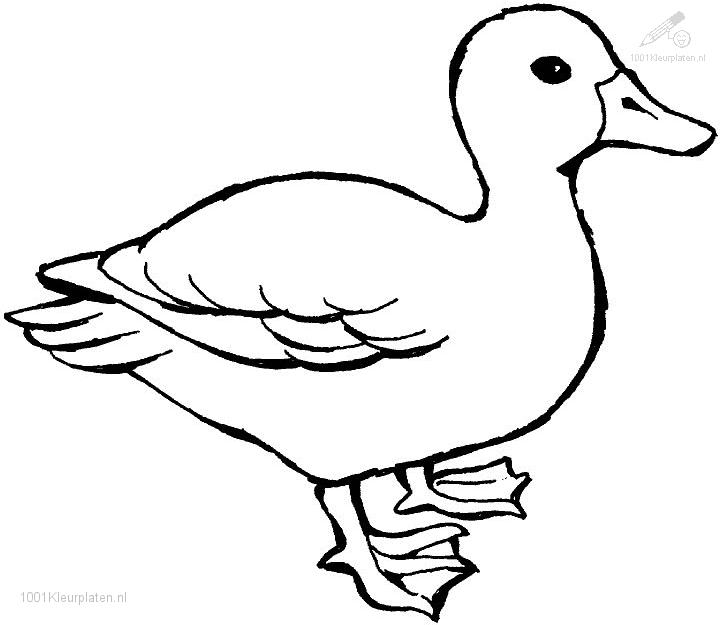 Draw Coloring Page Duck Fresh In Collection Online - awesome ...