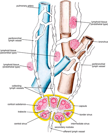 ARTICLES | Physiological Reviews