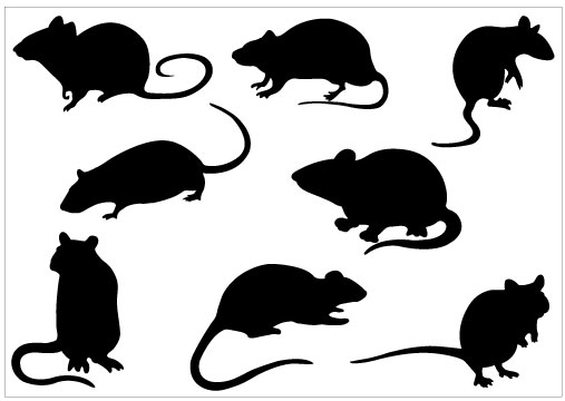 Free clipart images rat