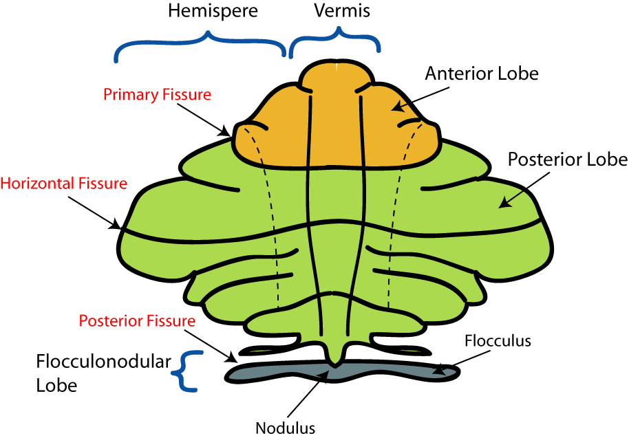 Cerebellum Diagram | Health Pictures