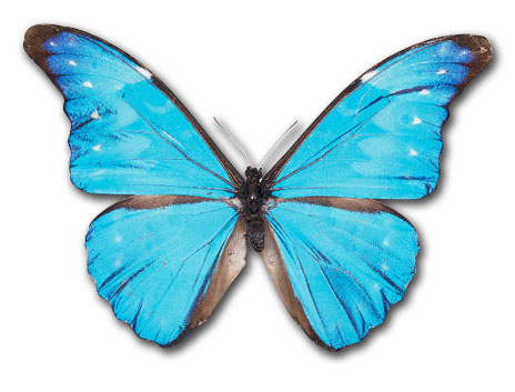 Blue Butterfly Clipart